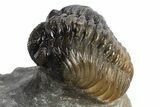 Mrakibina Trilobite With Austerops & Morocops - Mrakib, Morocco #311511-5